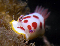 Chromodoris splendida, Bare Island by Doug Anderson 